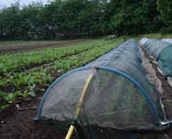 plants in low mesh tunnel