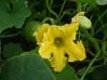 squash flower