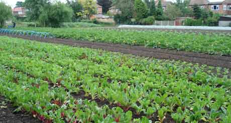 leaf beet and courgettes
