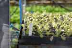 lettuce in module trays