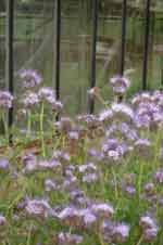 phacelia