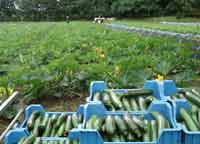 picking courgettes