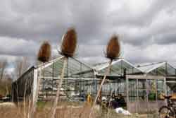 teasel and glasshouse